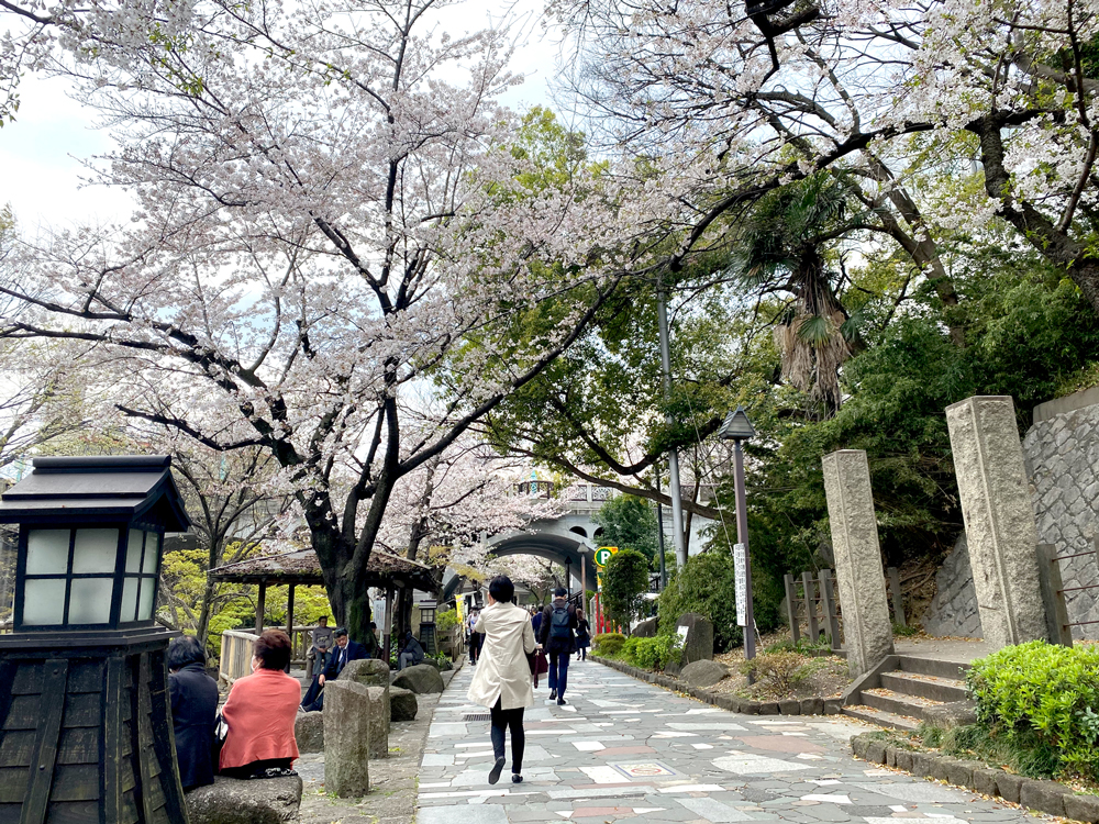 桜満開です！